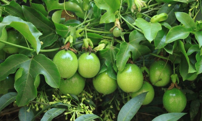Passion Fruit Farming in Kenya- A Guide to profitable agribusiness