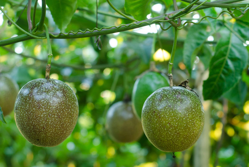 Most Profitable fruits in Kenya