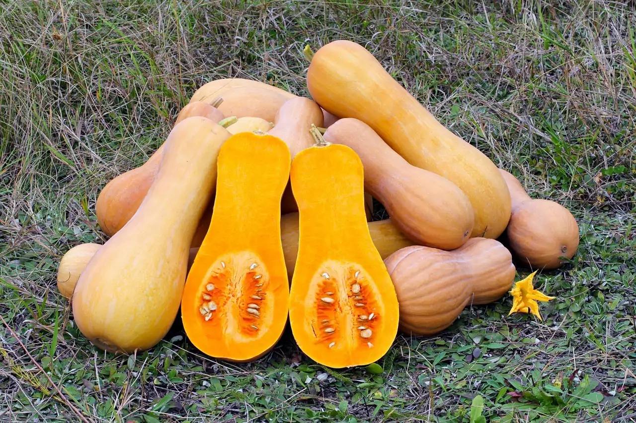 Complete Guide to Successful Butternut Farming In Kenya