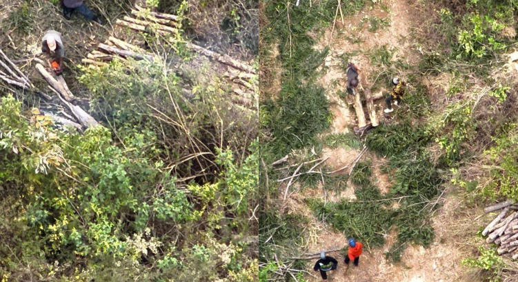 Murang’a locals invade Kakuzi land as MP Mary Wamaua is blamed and police accused of inaction, raising fears of lawlessness in land disputes.