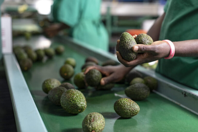 Leading Fruit Exporters in Kenya for Global Markets